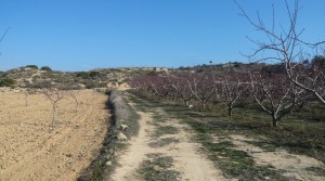 Finca con balsa en oferta con almacén