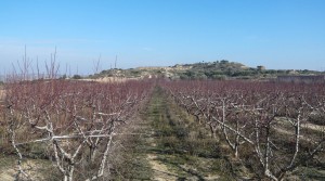 Finca con balsa en oferta con nectarinas