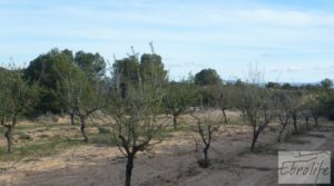 Se vende Finca de almendros en plena producción en Maella con regadío por 17.000€