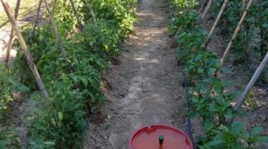 Finca de arboles frutales y olivos en Maella en venta con piscina