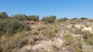 Se vende Huerta de olivos en Caspe. con olivos autóctonos