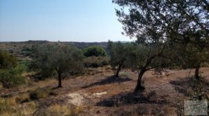 Huerta de olivos en Caspe. en oferta con olivos autóctonos