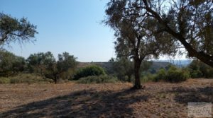 Detalle de Huerta de olivos en Caspe. con huerta