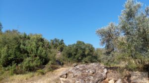 Vendemos Huerta de olivos en Caspe. con olivos autóctonos