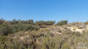 Huerta de olivos en Caspe. para vender con huerta