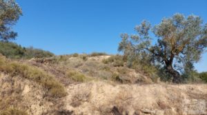 Huerta de olivos en Caspe. a buen precio con olivos autóctonos