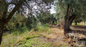 Vendemos Huerta de olivos en Caspe. con huerta