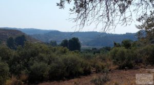 Vendemos Huerta de olivos en Caspe. con olivos autóctonos