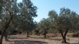 Huerta de olivos en Caspe. en venta con olivos autóctonos por 9.000€