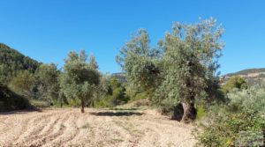 Finca de olivos centenarios en Fuentespalda. en venta con privacidad