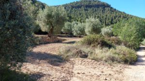 Finca de olivos centenarios en Fuentespalda. para vender con tranquilidad