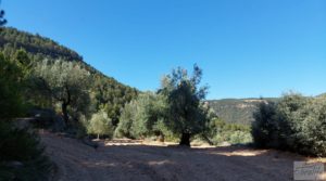 Detalle de Finca de olivos centenarios en Fuentespalda. con buenos accesos