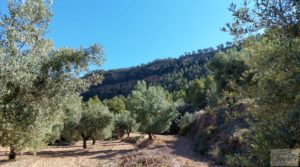 Detalle de Finca de olivos centenarios en Fuentespalda. con privacidad