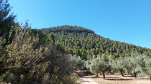 Finca de olivos centenarios en Fuentespalda. en venta con tranquilidad