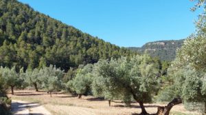 Foto de Finca de olivos centenarios en Fuentespalda. con tranquilidad por 47.000€