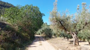 Finca de olivos centenarios en Fuentespalda. para vender con tranquilidad