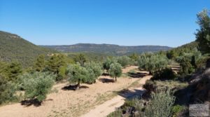 Foto de Finca de olivos centenarios en Fuentespalda. en venta con buenos accesos por 47.000€