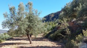 Se vende Finca de olivos centenarios en Fuentespalda. con tranquilidad