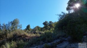 Detalle de Finca de olivos centenarios en Fuentespalda. con tranquilidad