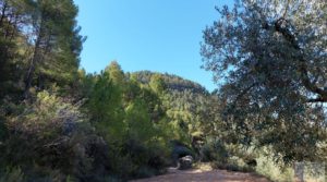 Vendemos Finca de olivos centenarios en Fuentespalda. con buenos accesos