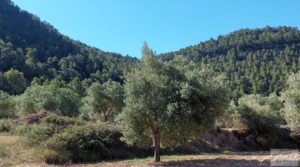 Detalle de Finca de olivos centenarios en Fuentespalda. con privacidad