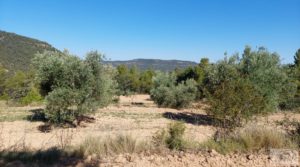 Vendemos Finca de olivos centenarios en Fuentespalda. con tranquilidad