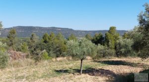 Foto de Finca de olivos centenarios en Fuentespalda. en venta con tranquilidad por 47.000€