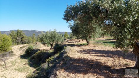 Finca de olivos centenarios en Fuentespalda.