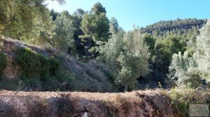 Foto de Finca de olivos centenarios en Fuentespalda. con buenos accesos