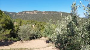 Foto de Finca de olivos centenarios en Fuentespalda. con privacidad