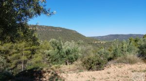 Foto de Finca de olivos centenarios en Fuentespalda. en venta con tranquilidad