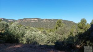 Detalle de Finca de olivos centenarios en Fuentespalda. con privacidad