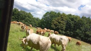 Finca de olivos centenarios en Fuentespalda. para vender con buenos accesos