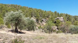 Se vende Finca en Fuentespalda compuesta por bosques, olivos, almendros y frutales. con muy bien comunicado por 120.000€