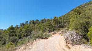 Finca en Fuentespalda compuesta por bosques, olivos, almendros y frutales. a buen precio con paisajes únicos