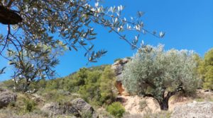 Vendemos Finca en Fuentespalda compuesta por bosques, olivos, almendros y frutales. con muy bien comunicado