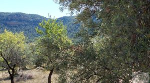 Finca en Fuentespalda compuesta por bosques, olivos, almendros y frutales. en venta con paisajes únicos