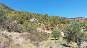 Vendemos Finca en Fuentespalda compuesta por bosques, olivos, almendros y frutales. con paisajes únicos