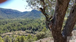 Finca en Fuentespalda compuesta por bosques, olivos, almendros y frutales. para vender con muy bien comunicado