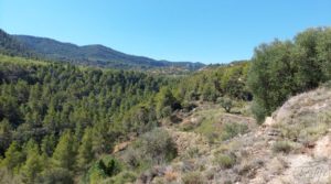 Detalle de Finca en Fuentespalda compuesta por bosques, olivos, almendros y frutales. con muy bien comunicado