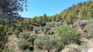 Se vende Finca en Fuentespalda compuesta por bosques, olivos, almendros y frutales. con muy bien comunicado por 120.000€