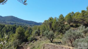 Finca en Fuentespalda compuesta por bosques, olivos, almendros y frutales. en oferta con muy bien comunicado por 120.000€