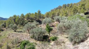 Finca en Fuentespalda compuesta por bosques, olivos, almendros y frutales. en oferta con muy bien comunicado por 120.000€