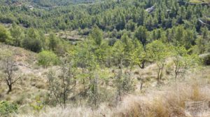 Foto de Finca en Fuentespalda compuesta por bosques, olivos, almendros y frutales. con muy bien comunicado