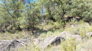 Finca en Fuentespalda compuesta por bosques, olivos, almendros y frutales. a buen precio con paisajes únicos