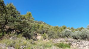 Foto de Finca en Fuentespalda compuesta por bosques, olivos, almendros y frutales. con muy bien comunicado