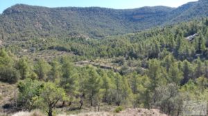 Finca en Fuentespalda compuesta por bosques, olivos, almendros y frutales. en venta con muy bien comunicado