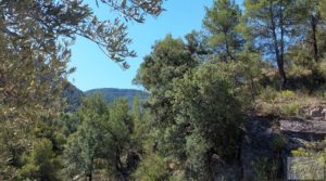 Vendemos Finca en Fuentespalda compuesta por bosques, olivos, almendros y frutales. con muy bien comunicado