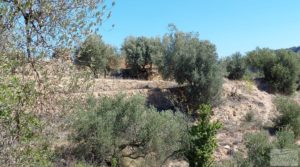 Detalle de Finca en Fuentespalda compuesta por bosques, olivos, almendros y frutales. con paisajes únicos