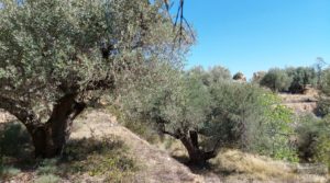 Detalle de Finca en Fuentespalda compuesta por bosques, olivos, almendros y frutales. con muy bien comunicado por 120.000€